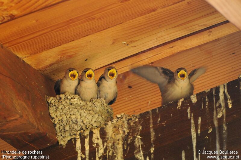 Eurasian Crag Martin