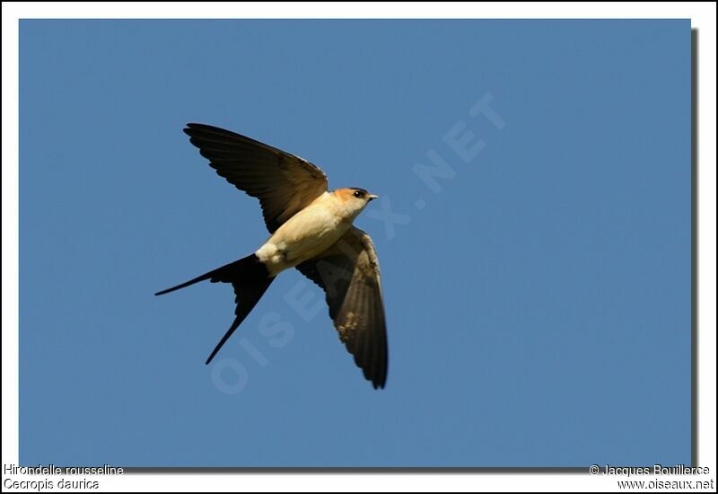 Red-rumped Swallowadult