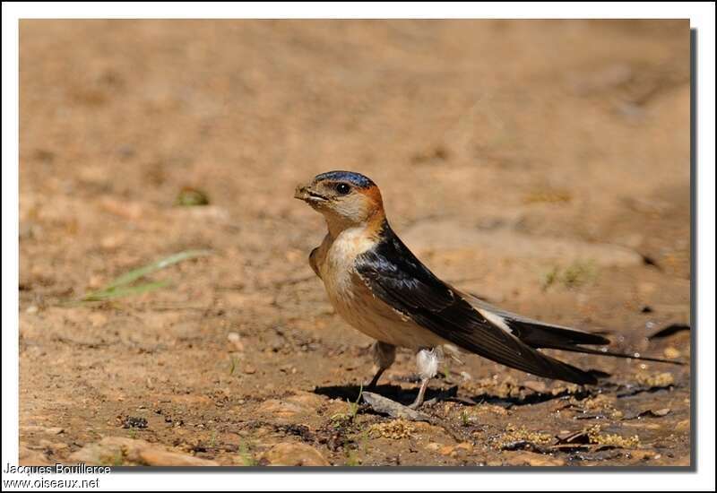 Red-rumped Swallowadult breeding, identification