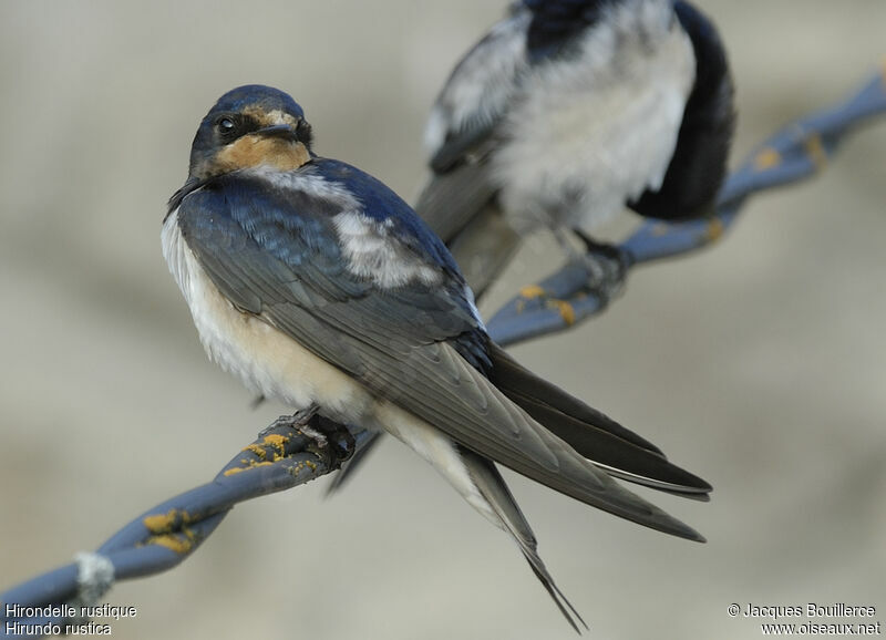 Barn Swallow