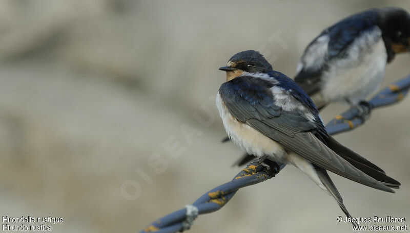 Barn Swallow