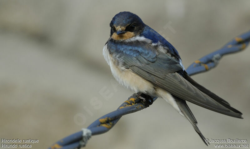 Barn Swallow