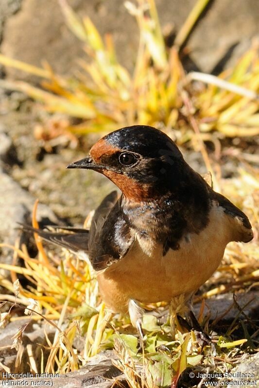 Barn Swallow