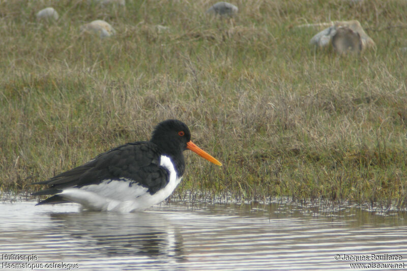 Eurasian Oystercatcher