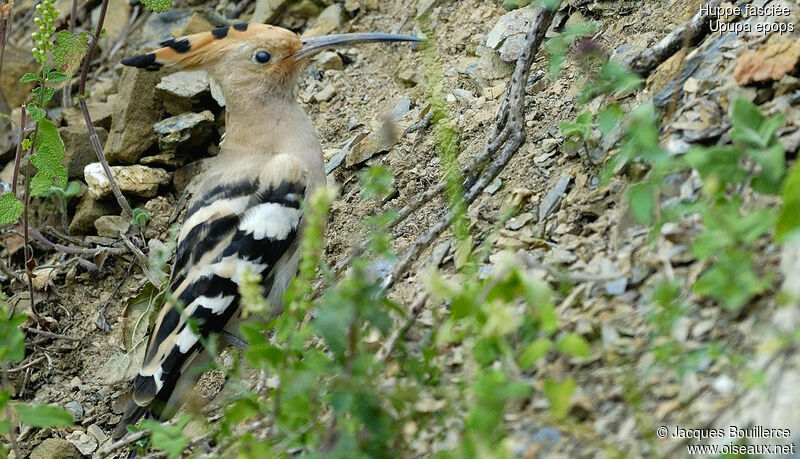 Eurasian Hoopoe