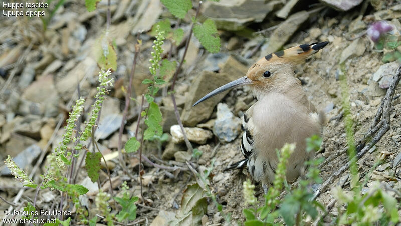 Eurasian Hoopoe