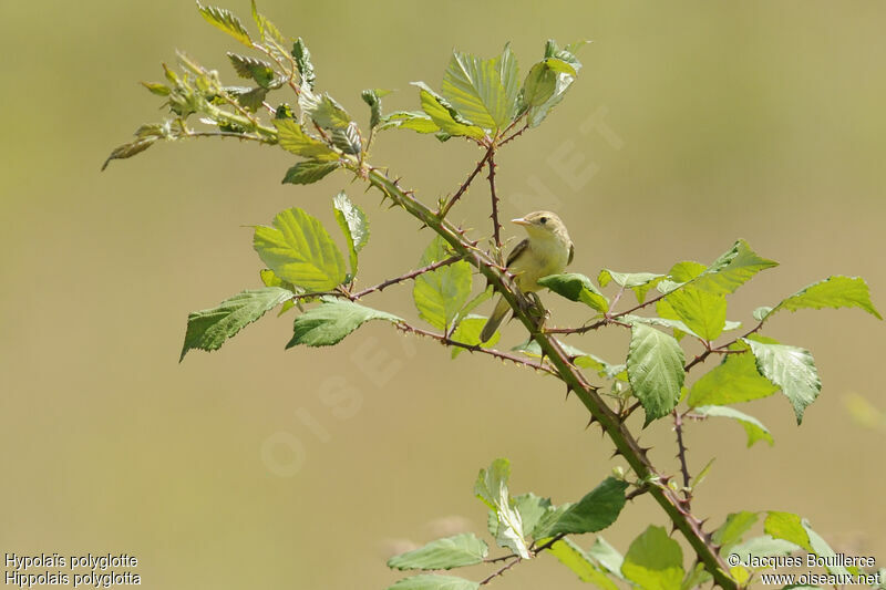 Melodious Warbler