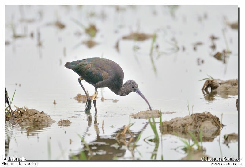 Ibis falcinelle1ère année