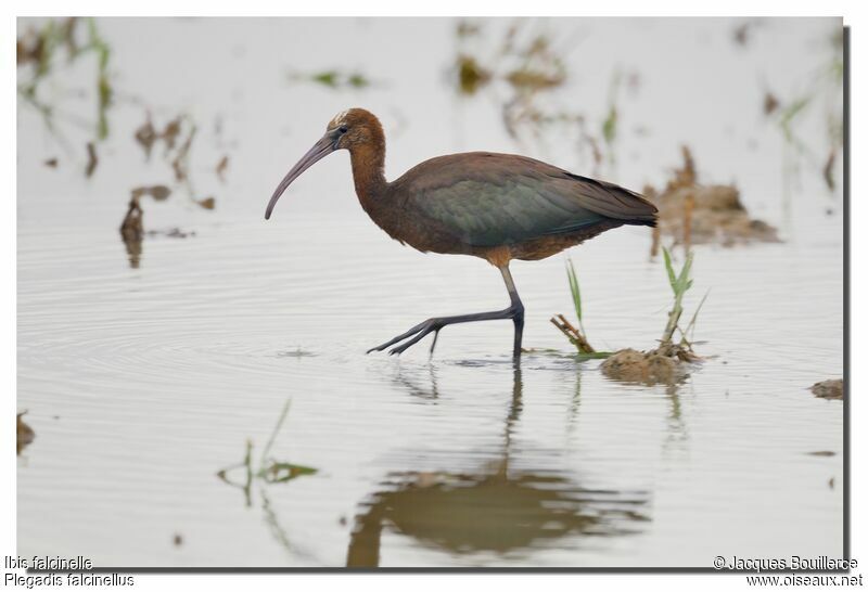 Ibis falcinelleadulte internuptial