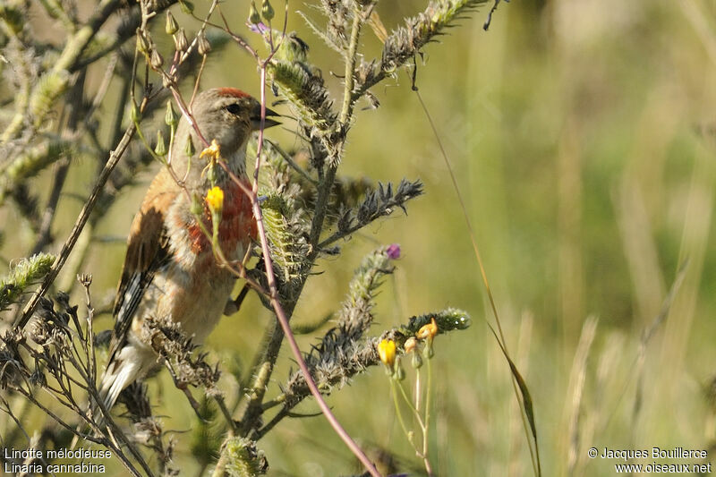 Common Linnet male adult