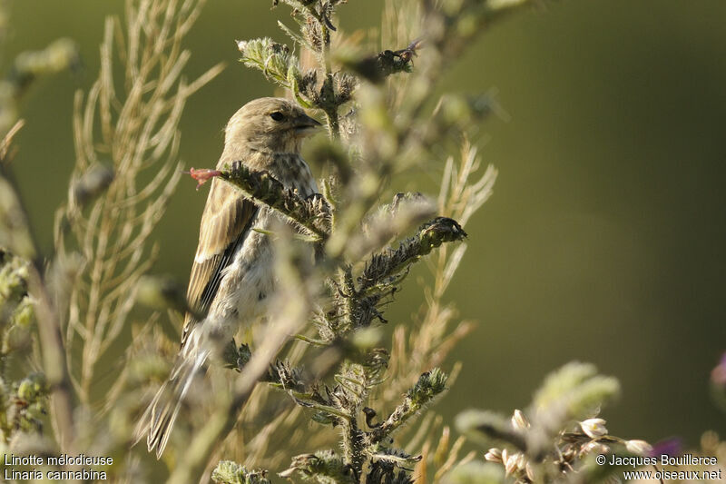 Linotte mélodieuse femelle adulte