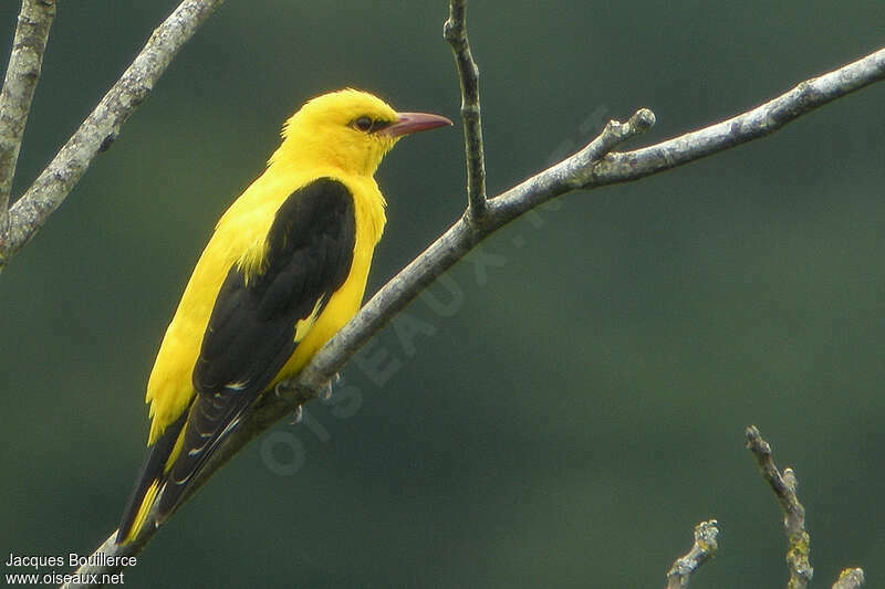 Eurasian Golden Oriole male adult breeding, identification