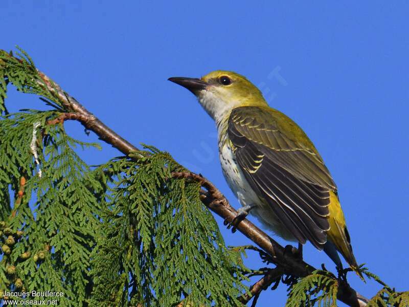 Eurasian Golden Oriolejuvenile