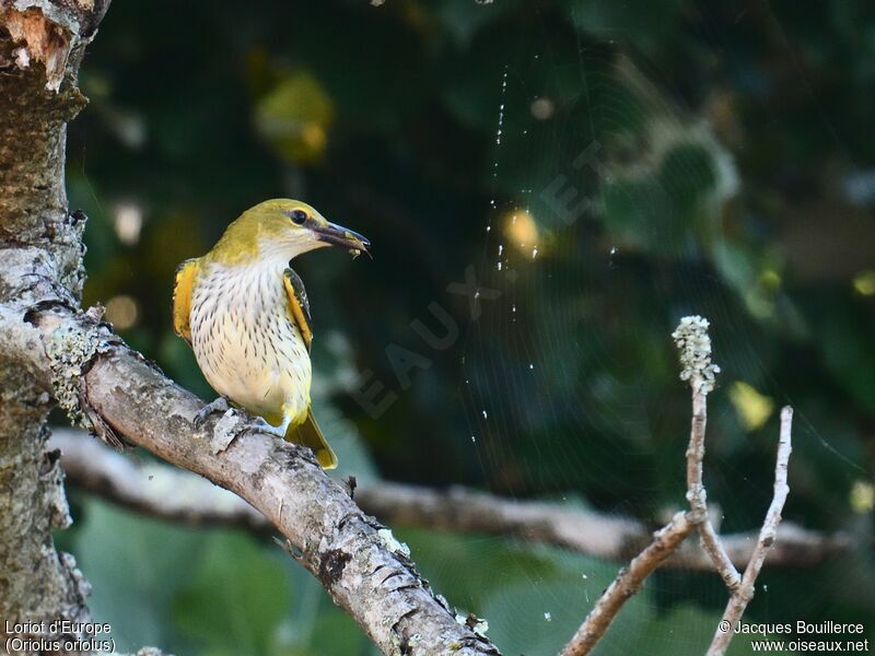 Eurasian Golden Oriole