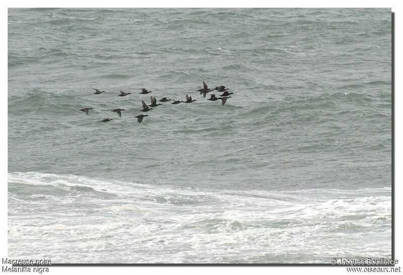 Common Scoter adult