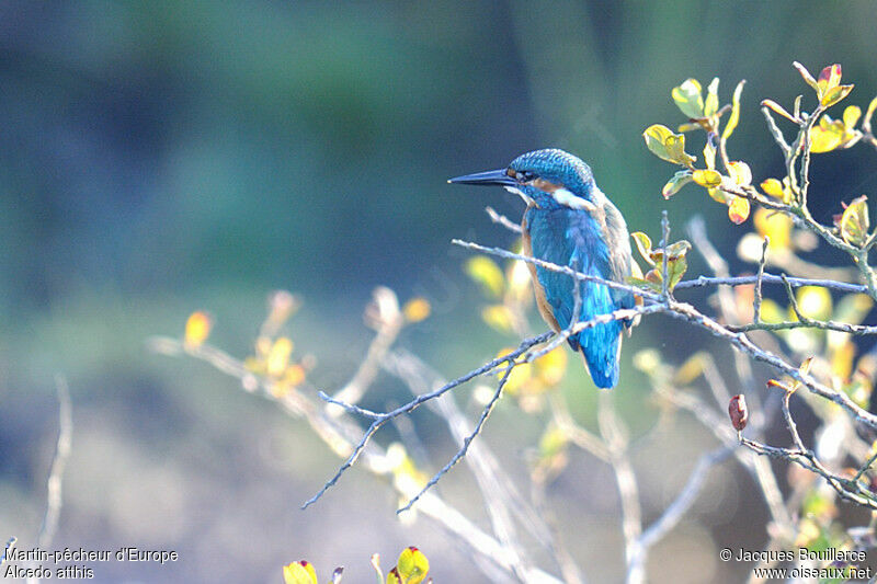 Common Kingfisher