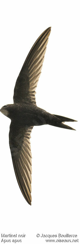 Common Swift