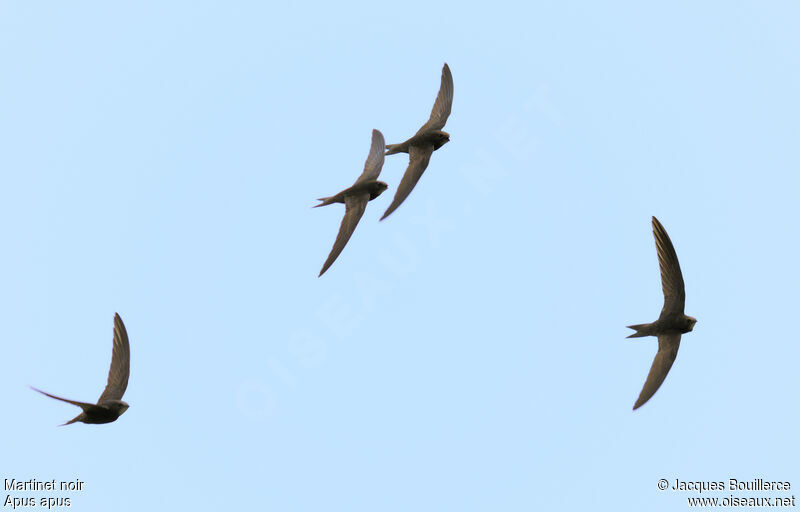 Common Swift