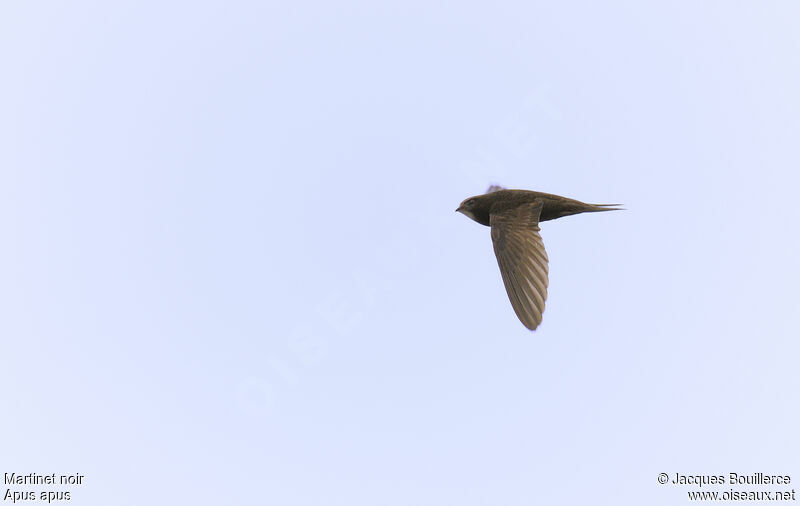 Common Swift