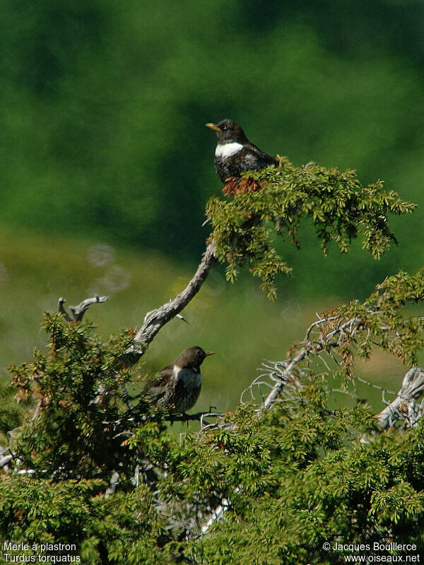 Ring Ouzel adult