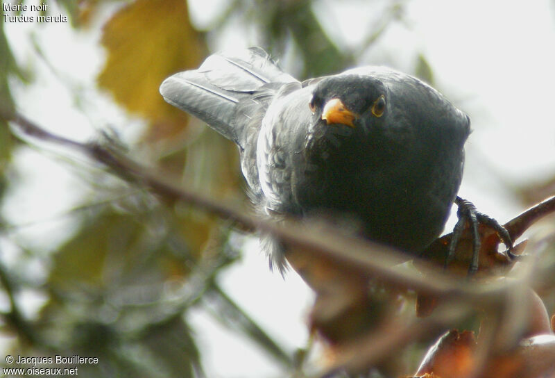 Common Blackbird