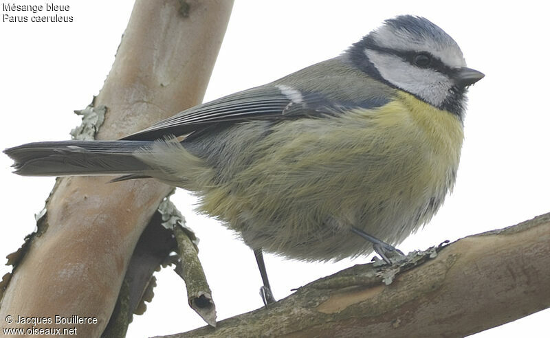 Mésange bleue