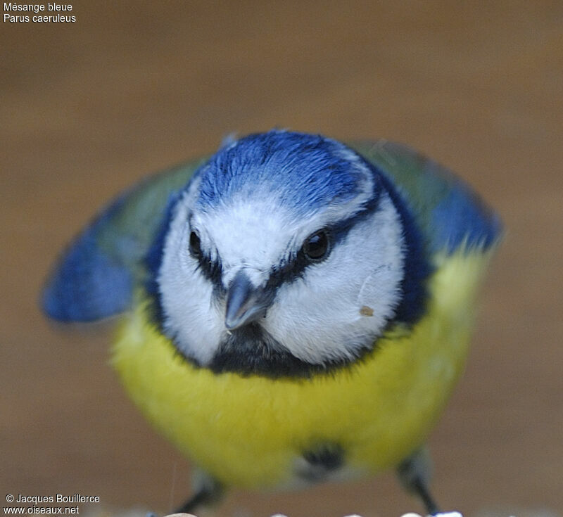 Eurasian Blue Tit