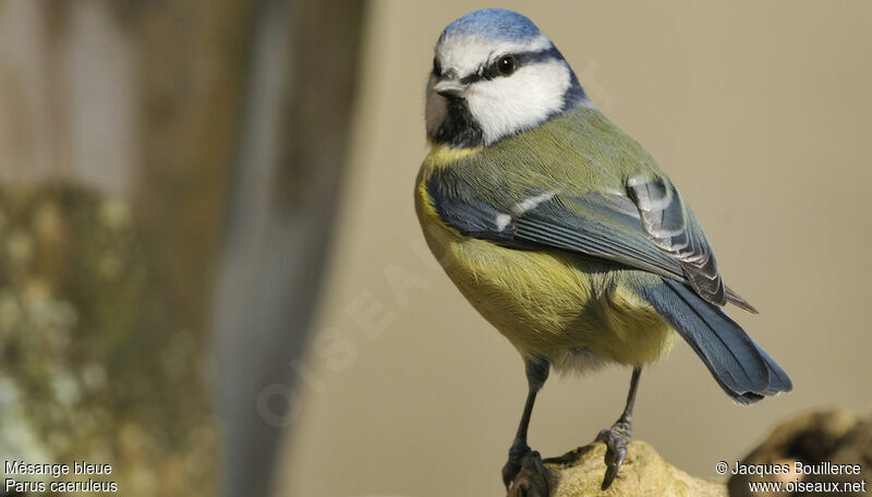 Mésange bleue