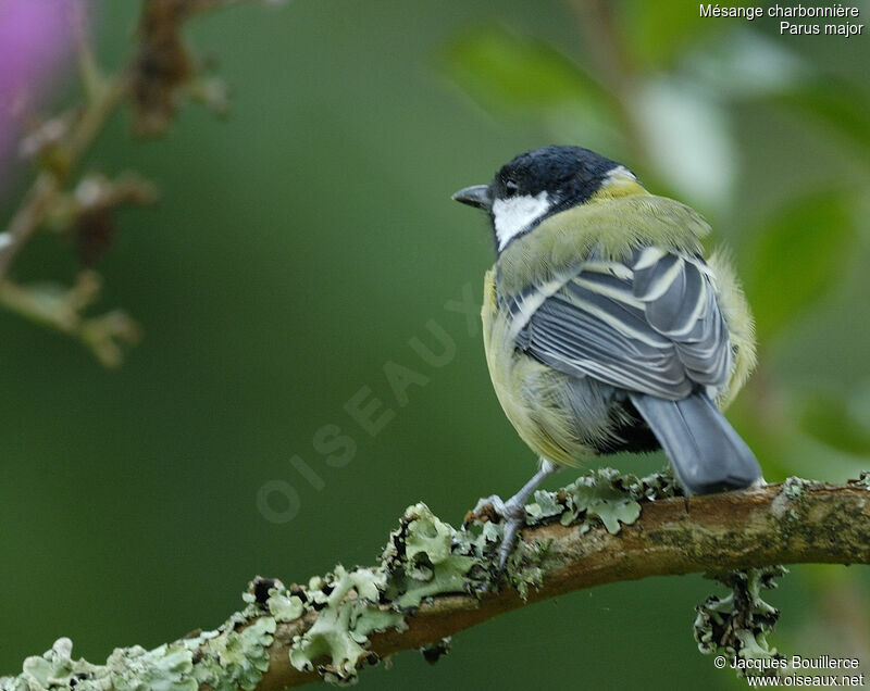 Mésange charbonnière