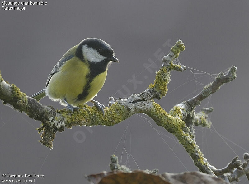 Great Tit