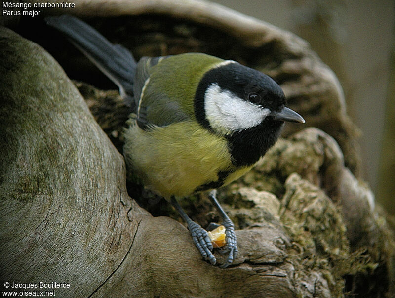 Mésange charbonnière