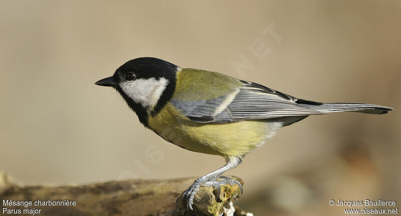 Mésange charbonnière