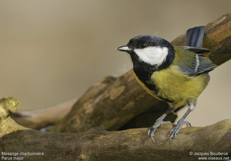 Mésange charbonnière