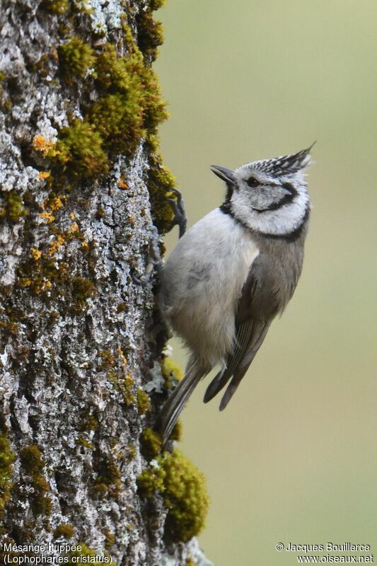 Mésange huppée