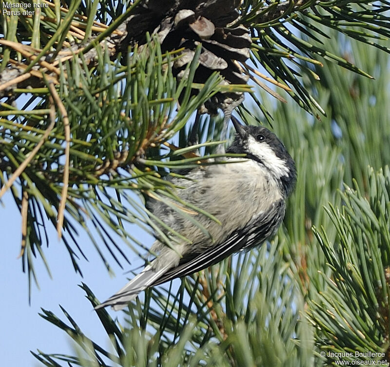 Coal Tit