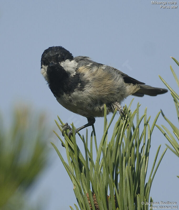 Coal Tit