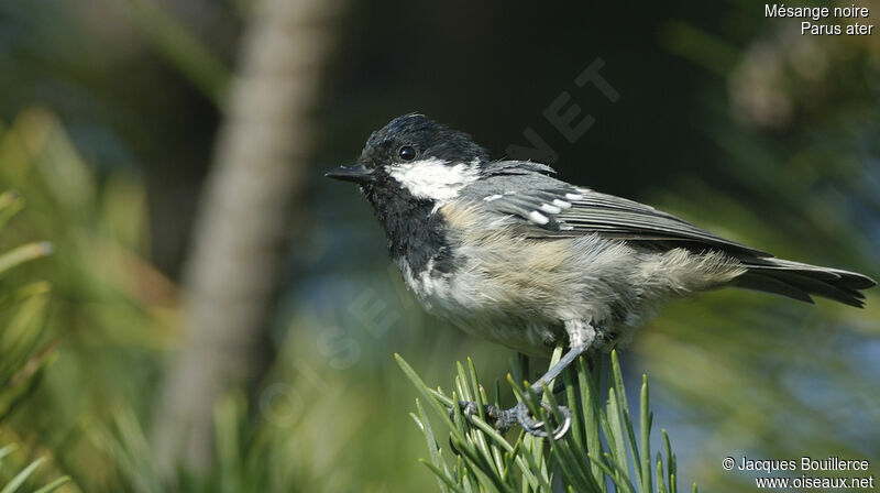 Coal Tit