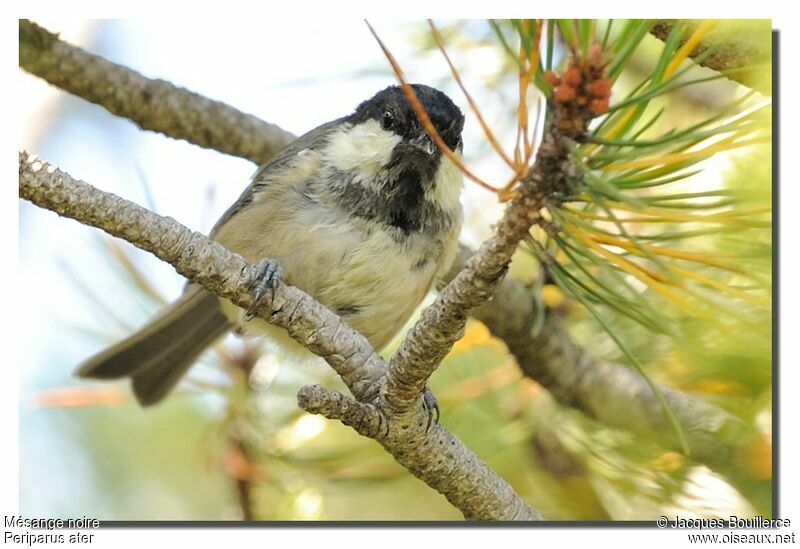 Coal Tit