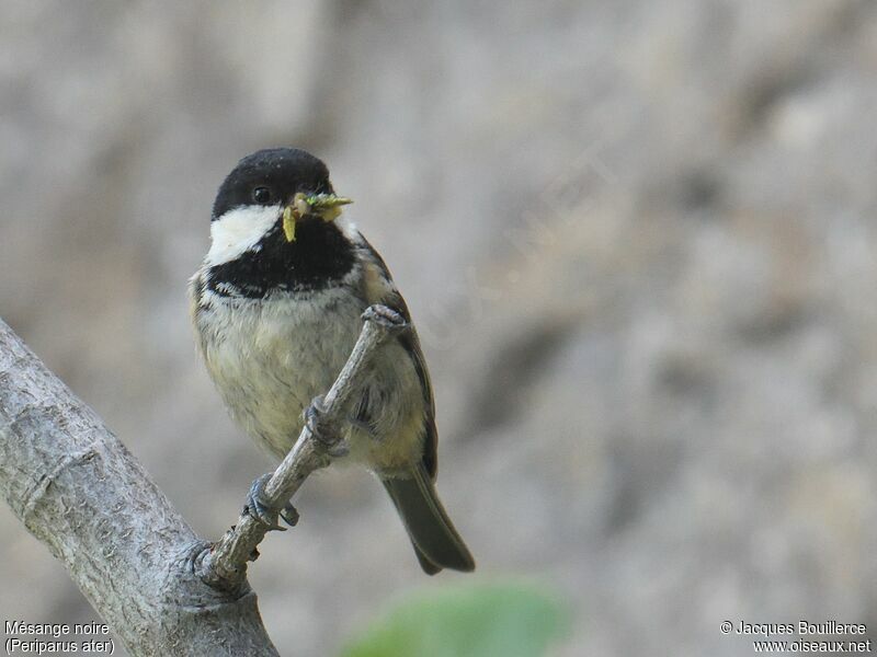 Coal Tit