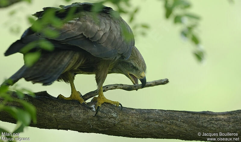 Black Kite