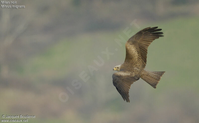 Black Kite