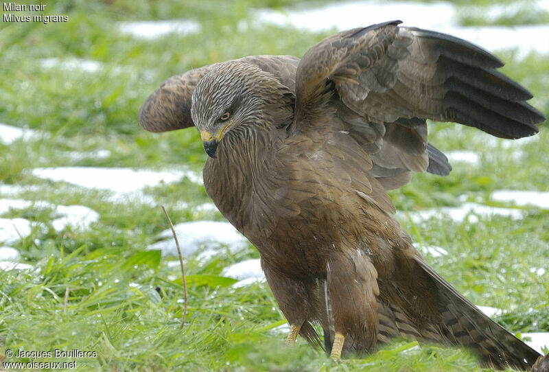 Black Kite