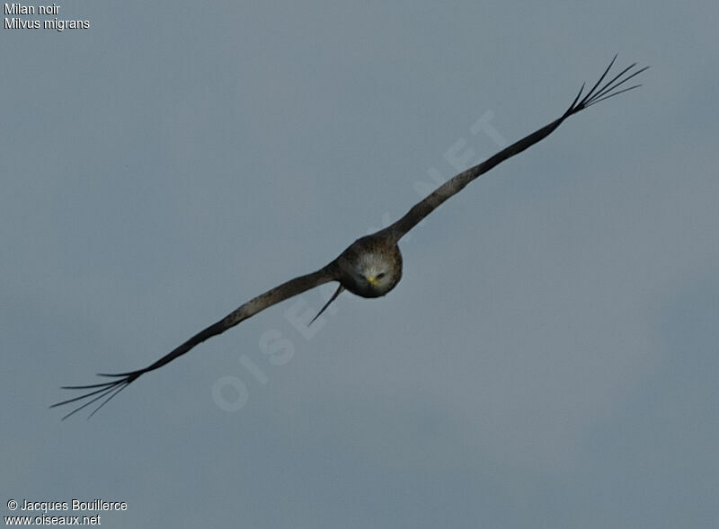 Black Kite