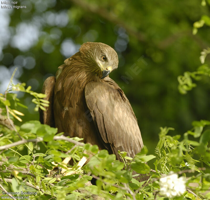 Black Kite