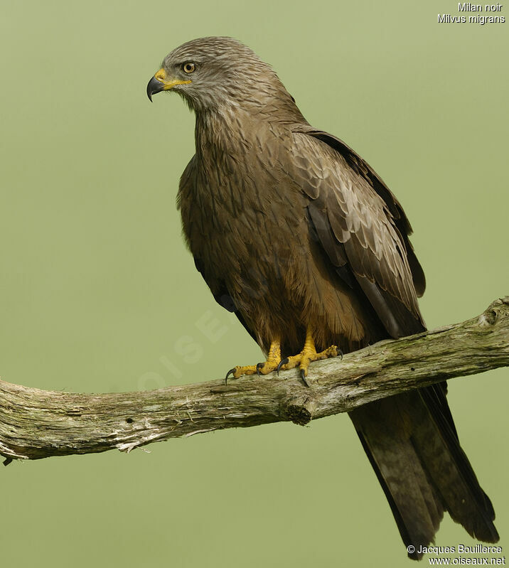 Black Kite