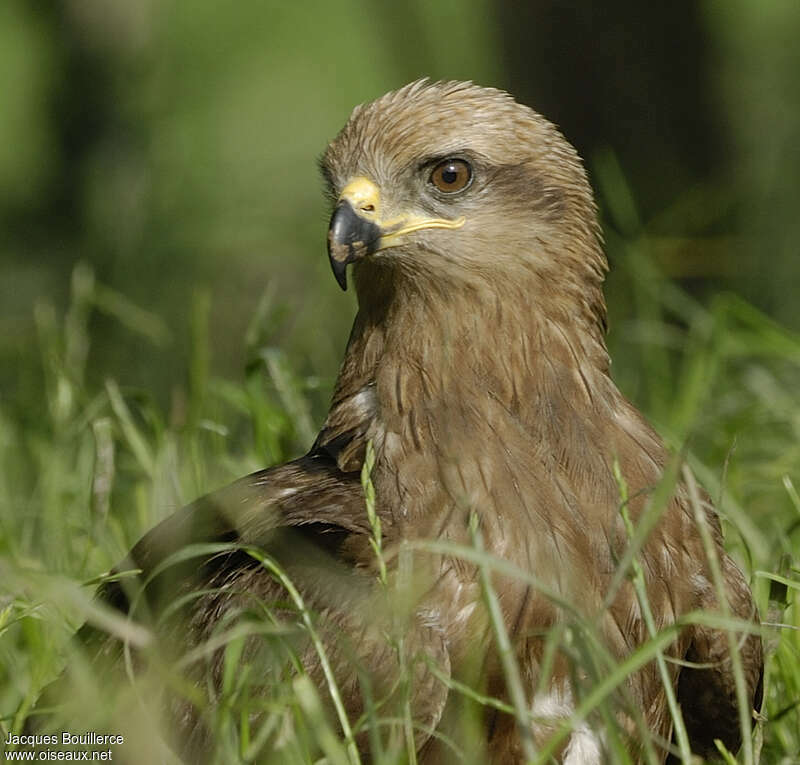 Black Kiteimmature, close-up portrait