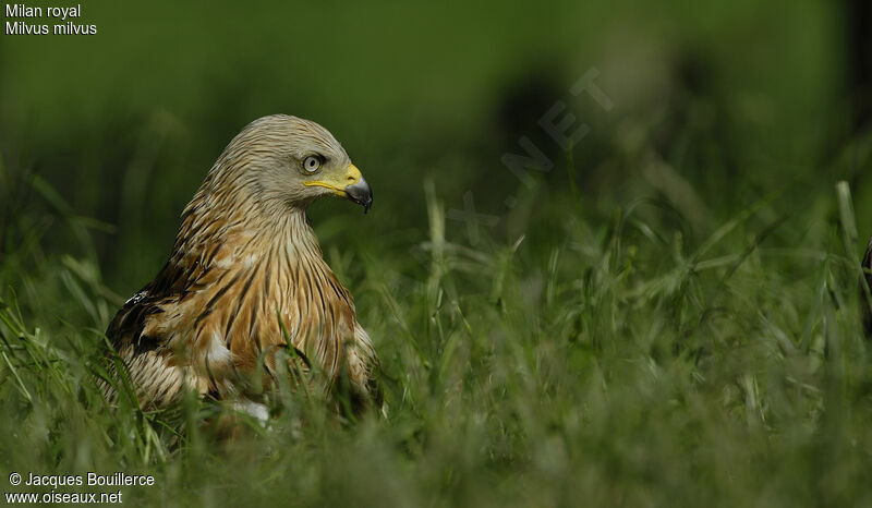 Red Kite