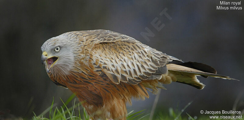 Red Kite