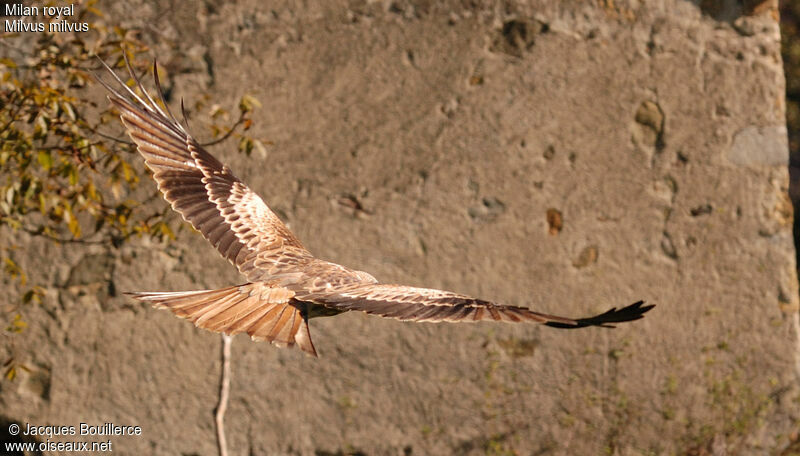 Red Kite