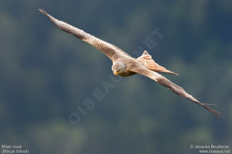 Red Kite